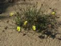 Helianthemum jonium